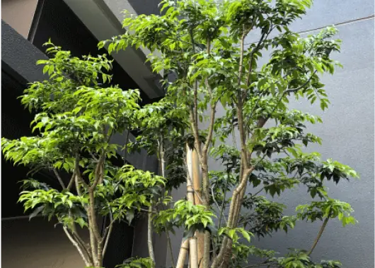 伐採対象の庭木